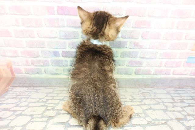 埼玉県のマンチカン (Coo&RIKUヤオコー幸手店/2026年2月2日生まれ/男の子/ブラウンタビー)の子猫の4枚目の画像