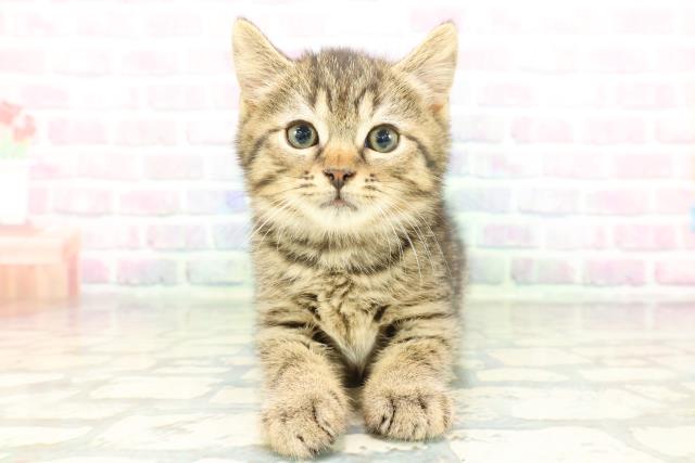 東京都のマンチカン (Coo&RIKU練馬店/2026年2月2日生まれ/男の子/ブラウンタビー)の子猫の1枚目の画像