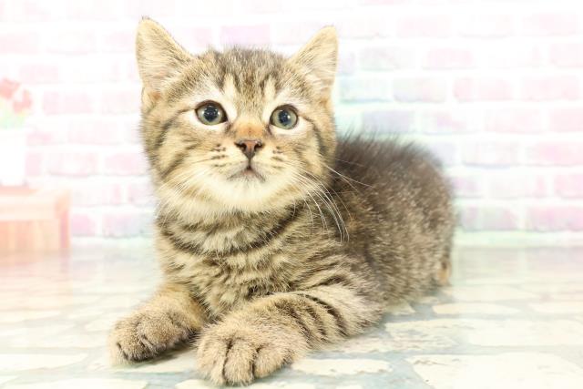 東京都のマンチカン (Coo&RIKU練馬店/2026年2月2日生まれ/男の子/ブラウンタビー)の子猫の2枚目の画像