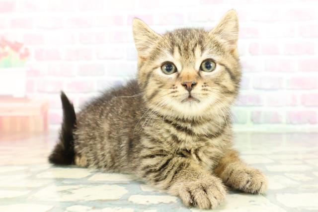 東京都のマンチカン (Coo&RIKU練馬店/2026年2月2日生まれ/男の子/ブラウンタビー)の子猫の3枚目の画像