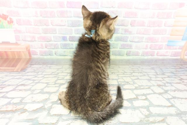 東京都のマンチカン (Coo&RIKU練馬店/2026年2月2日生まれ/男の子/ブラウンタビー)の子猫の4枚目の画像