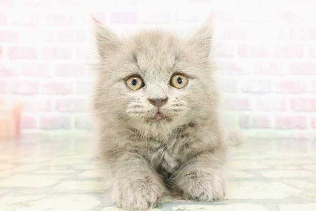 埼玉県のブリティッシュロングヘアー (Coo&RIKUアニマルケアセンター大宮/2026年1月30日生まれ/男の子/ブルー)の子猫