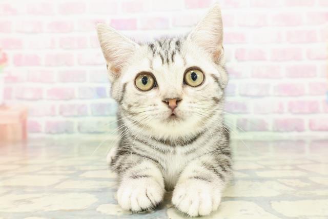 東京都のアメリカンショートヘアー (Coo&RIKU板橋店/2026年1月2日生まれ/女の子/シルバークラシックタビー)の子猫の1枚目の画像