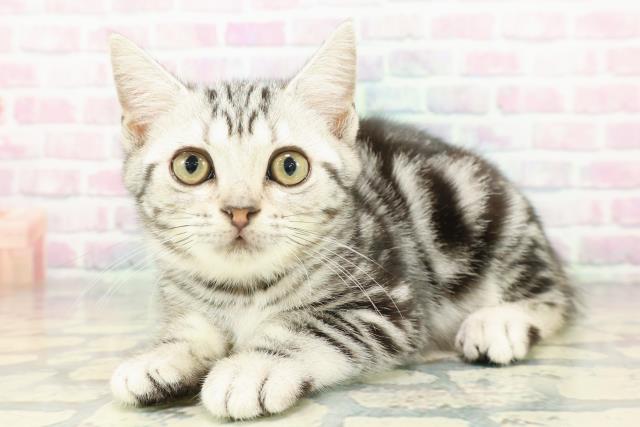 東京都のアメリカンショートヘアー (Coo&RIKU板橋店/2026年1月2日生まれ/女の子/シルバークラシックタビー)の子猫の2枚目の画像