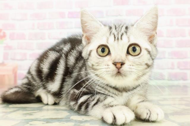 東京都のアメリカンショートヘアー (Coo&RIKU板橋店/2026年1月2日生まれ/女の子/シルバークラシックタビー)の子猫の3枚目の画像