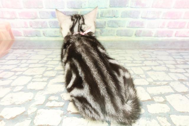 東京都のアメリカンショートヘアー (Coo&RIKU板橋店/2026年1月2日生まれ/女の子/シルバークラシックタビー)の子猫の4枚目の画像