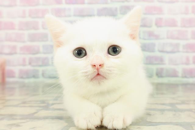 東京都のミヌエット (Coo&RIKU浅草店/2026年1月31日生まれ/男の子/ホワイト)の子猫の1枚目の画像