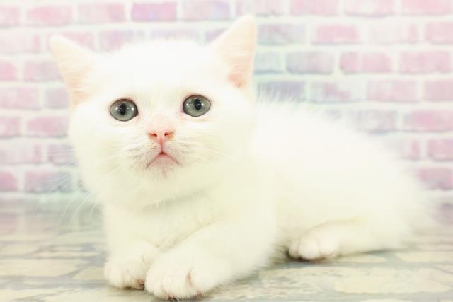 東京都のミヌエット (Coo&RIKU浅草店/2026年1月31日生まれ/男の子/ホワイト)の子猫の2枚目の画像