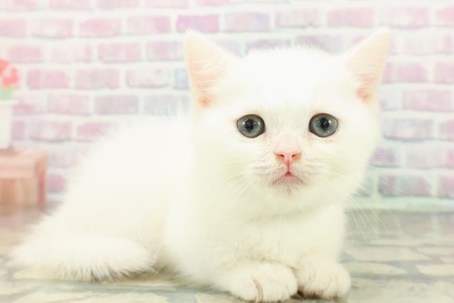 東京都のミヌエット (Coo&RIKU浅草店/2026年1月31日生まれ/男の子/ホワイト)の子猫の3枚目の画像