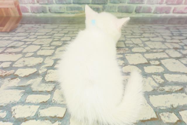 東京都のミヌエット (Coo&RIKU浅草店/2026年1月31日生まれ/男の子/ホワイト)の子猫の4枚目の画像