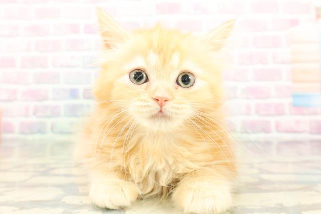 千葉県のラガマフィン (Coo&RIKUアクロスモール新鎌ケ谷店/2026年1月16日生まれ/女の子/レッドタビー)の子猫の1枚目の画像