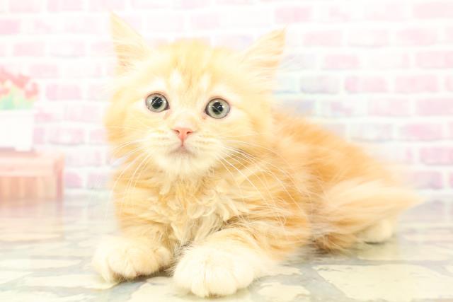 千葉県のラガマフィン (Coo&RIKUアクロスモール新鎌ケ谷店/2026年1月16日生まれ/女の子/レッドタビー)の子猫の2枚目の画像