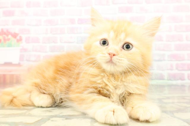 千葉県のラガマフィン (Coo&RIKUアクロスモール新鎌ケ谷店/2026年1月16日生まれ/女の子/レッドタビー)の子猫の3枚目の画像