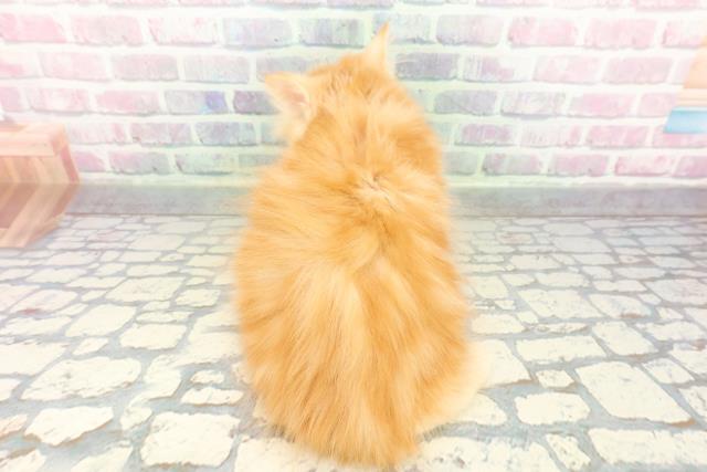 千葉県のラガマフィン (Coo&RIKUアクロスモール新鎌ケ谷店/2026年1月16日生まれ/女の子/レッドタビー)の子猫の4枚目の画像