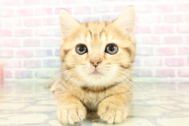 東京都のミヌエット (Coo&RIKU足立本店/2026年1月31日生まれ/男の子/ブラウンタビー)の子猫の1枚目の画像