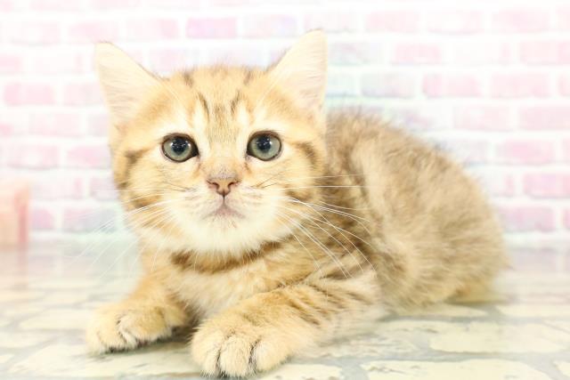 東京都のミヌエット (Coo&RIKU足立本店/2026年1月31日生まれ/男の子/ブラウンタビー)の子猫の2枚目の画像