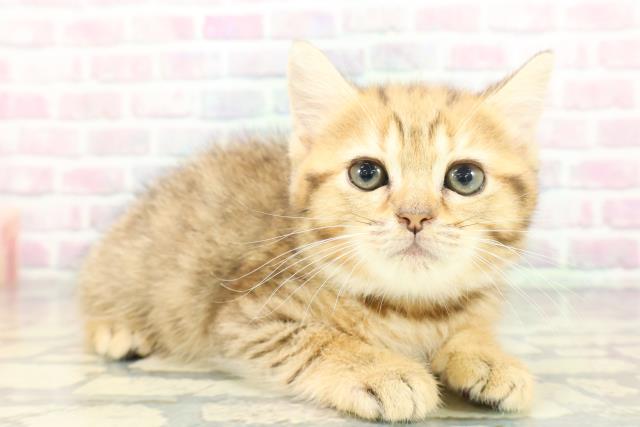 東京都のミヌエット (Coo&RIKU足立本店/2026年1月31日生まれ/男の子/ブラウンタビー)の子猫の3枚目の画像