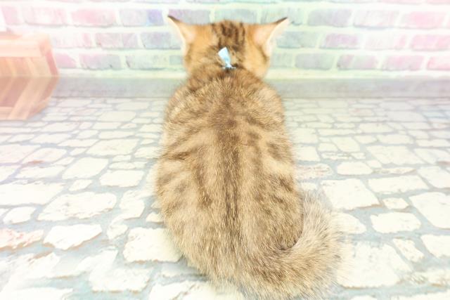 東京都のミヌエット (Coo&RIKU足立本店/2026年1月31日生まれ/男の子/ブラウンタビー)の子猫の4枚目の画像