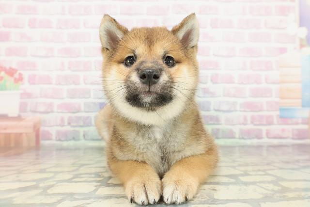 千葉県の豆柴 (Coo&RIKUアクロスモール新鎌ケ谷店/2026年2月3日生まれ/男の子/赤)の子犬の1枚目の画像