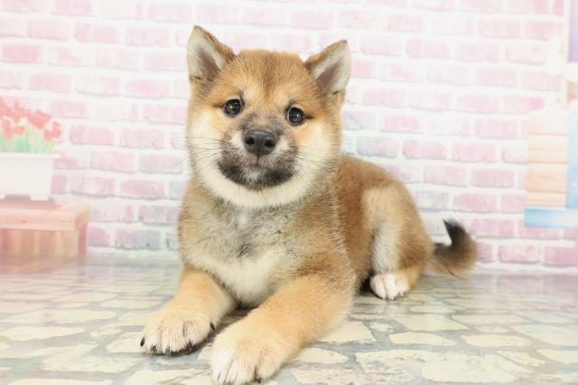 千葉県の豆柴 (Coo&RIKUアクロスモール新鎌ケ谷店/2026年2月3日生まれ/男の子/赤)の子犬の2枚目の画像