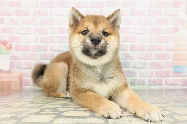 千葉県の豆柴 (Coo&RIKUアクロスモール新鎌ケ谷店/2026年2月3日生まれ/男の子/赤)の子犬の3枚目の画像