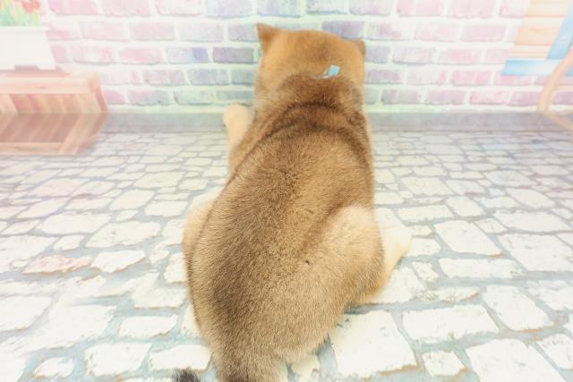 千葉県の豆柴 (Coo&RIKUアクロスモール新鎌ケ谷店/2026年2月3日生まれ/男の子/赤)の子犬の4枚目の画像