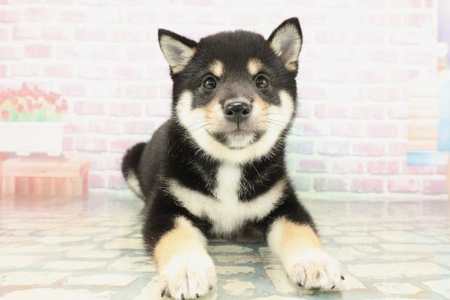 埼玉県の豆柴 (Coo&RIKU桶川店/2026年2月3日生まれ/男の子/黒)の子犬の1枚目の画像