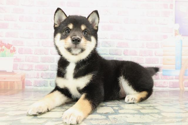 埼玉県の豆柴 (Coo&RIKU桶川店/2026年2月3日生まれ/男の子/黒)の子犬の2枚目の画像