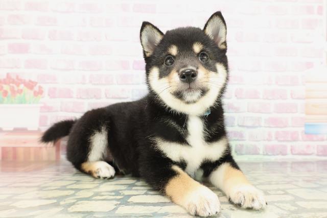 埼玉県の豆柴 (Coo&RIKU桶川店/2026年2月3日生まれ/男の子/黒)の子犬の3枚目の画像