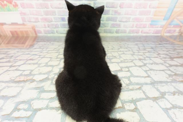 埼玉県の豆柴 (Coo&RIKU桶川店/2026年2月3日生まれ/男の子/黒)の子犬の4枚目の画像