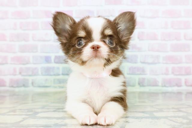 東京都のチワワ(ロング) (Coo&RIKU大久保店/2026年2月4日生まれ/女の子/チョコレートホワイトタン)の子犬の1枚目の画像