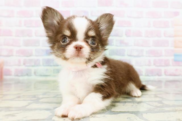 東京都のチワワ(ロング) (Coo&RIKU大久保店/2026年2月4日生まれ/女の子/チョコレートホワイトタン)の子犬の2枚目の画像