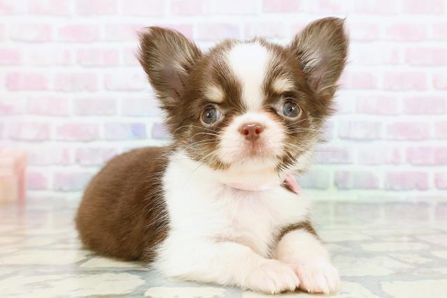 東京都のチワワ(ロング) (Coo&RIKU大久保店/2026年2月4日生まれ/女の子/チョコレートホワイトタン)の子犬の3枚目の画像