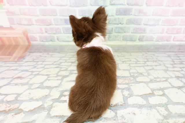 東京都のチワワ(ロング) (Coo&RIKU大久保店/2026年2月4日生まれ/女の子/チョコレートホワイトタン)の子犬の4枚目の画像