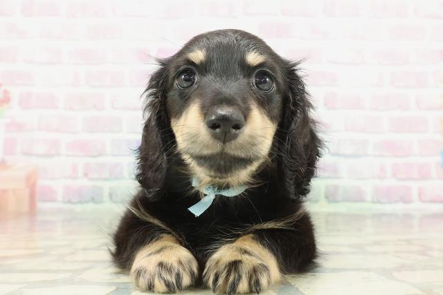 神奈川県のミニチュアダックスフンド(ロング) (Coo&RIKUパウ川崎店/2026年2月4日生まれ/男の子/ブラックイエロー)の子犬の1枚目の画像