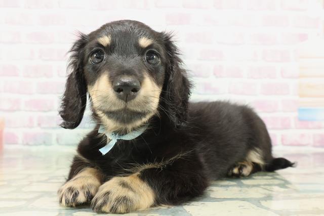 神奈川県のミニチュアダックスフンド(ロング) (Coo&RIKUパウ川崎店/2026年2月4日生まれ/男の子/ブラックイエロー)の子犬の2枚目の画像