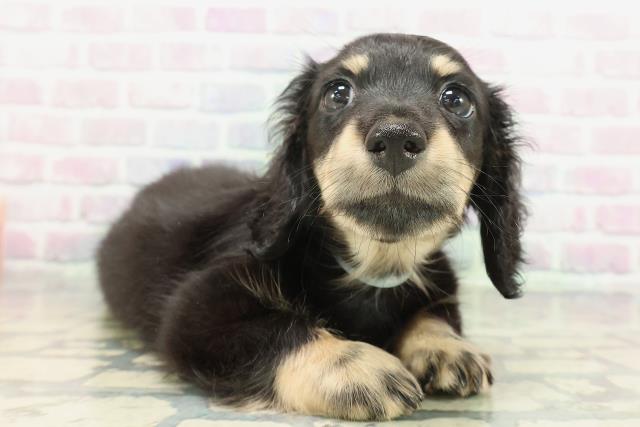 神奈川県のミニチュアダックスフンド(ロング) (Coo&RIKUパウ川崎店/2026年2月4日生まれ/男の子/ブラックイエロー)の子犬の3枚目の画像