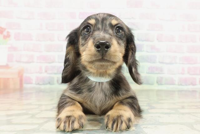 東京都のミニチュアダックスフンド(ロング) (Coo&RIKU池袋西口店/2026年2月4日生まれ/男の子/シルバーダップル)の子犬の1枚目の画像