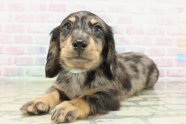 東京都のミニチュアダックスフンド(ロング) (Coo&RIKU池袋西口店/2026年2月4日生まれ/男の子/シルバーダップル)の子犬の2枚目の画像