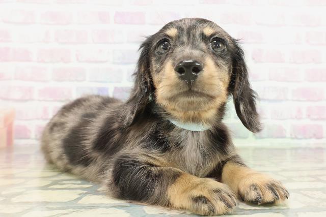 東京都のミニチュアダックスフンド(ロング) (Coo&RIKU池袋西口店/2026年2月4日生まれ/男の子/シルバーダップル)の子犬の3枚目の画像