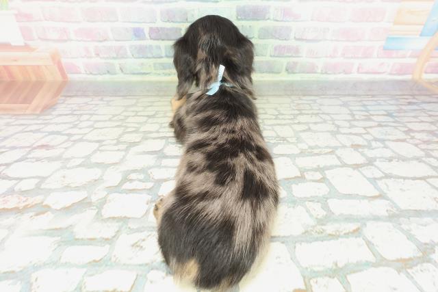 東京都のミニチュアダックスフンド(ロング) (Coo&RIKU池袋西口店/2026年2月4日生まれ/男の子/シルバーダップル)の子犬の4枚目の画像