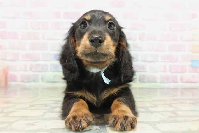 東京都のミニチュアダックスフンド(ロング) (Coo&RIKU武蔵小山店/2026年2月4日生まれ/男の子/ブラックタン)の子犬の1枚目の画像