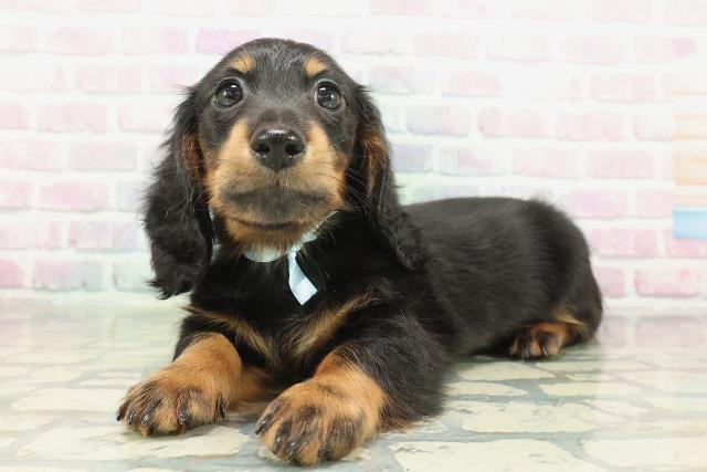 東京都のミニチュアダックスフンド(ロング) (Coo&RIKU武蔵小山店/2026年2月4日生まれ/男の子/ブラックタン)の子犬の2枚目の画像