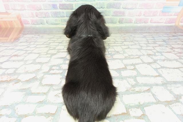 東京都のミニチュアダックスフンド(ロング) (Coo&RIKU武蔵小山店/2026年2月4日生まれ/男の子/ブラックタン)の子犬の4枚目の画像