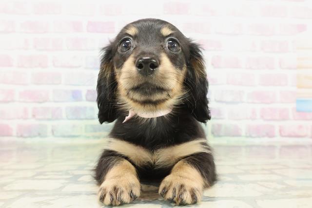 東京都のミニチュアダックスフンド(ロング) (Coo&RIKU三軒茶屋店/2026年2月4日生まれ/女の子/ブラックイエロー)の子犬の1枚目の画像