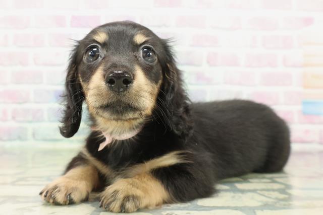 東京都のミニチュアダックスフンド(ロング) (Coo&RIKU三軒茶屋店/2026年2月4日生まれ/女の子/ブラックイエロー)の子犬の2枚目の画像