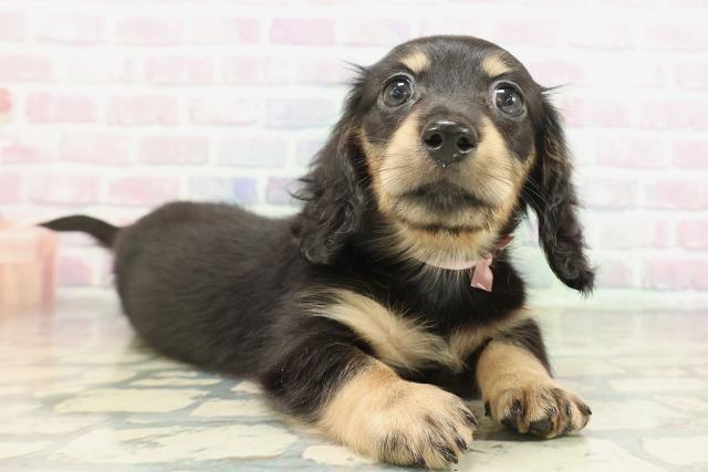 東京都のミニチュアダックスフンド(ロング) (Coo&RIKU三軒茶屋店/2026年2月4日生まれ/女の子/ブラックイエロー)の子犬の3枚目の画像