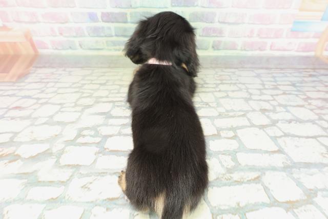 東京都のミニチュアダックスフンド(ロング) (Coo&RIKU三軒茶屋店/2026年2月4日生まれ/女の子/ブラックイエロー)の子犬の4枚目の画像