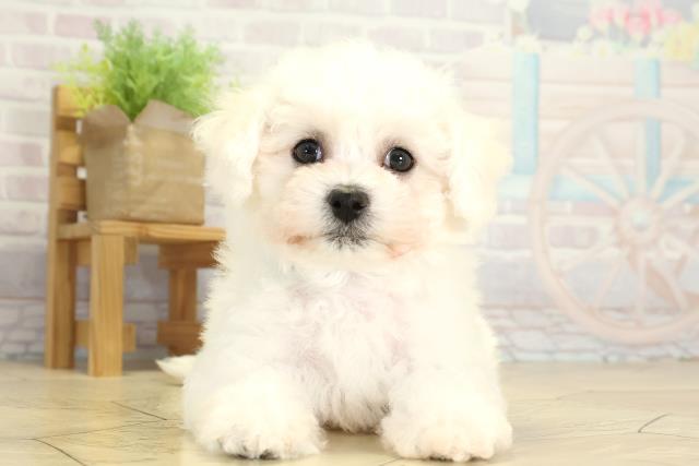 岐阜県のビションフリーゼ (Coo&RIKU岐南店/2026年2月4日生まれ/男の子/ホワイト)の子犬の1枚目の画像