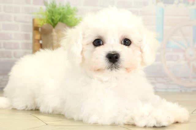 岐阜県のビションフリーゼ (Coo&RIKU岐南店/2026年2月4日生まれ/男の子/ホワイト)の子犬の2枚目の画像